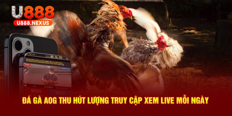 Đá gà AOG thu hút lượng truy cập xem live mỗi ngày 