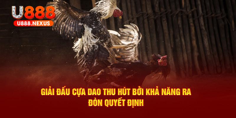 Giải đấu cựa dao thu hút bởi khả năng ra đòn quyết định 