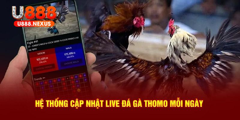 Hệ thống cập nhật live đá gà Thomo mỗi ngày 